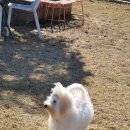 애견카페왕 이미지