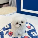 타이니펫 송파헬리오시티점 이미지