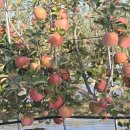 유정농원 이미지