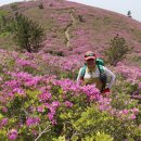 2024년 5월 정기산행 보성 제암산 일림산 철쭉 산행 이미지