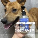 오늘의 강아지 | 강아지 저자극 샴푸 추천｜예민 피부 사용 후기