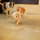 퍼피쿠키 이미지