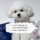 필소프트 | 강아지 산책후용품 추천 더마벳 매직필 버블 퀵클렌저 바디필굿 소프트타월 후기