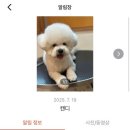 서른살나의펫2 네이버블로그