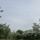 자은 이팝나무 가로수길 | 대구 달성 이팝나무 군락지 개화시기 및 주차 꿀팁 안내
