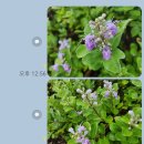 숨비기낭 이미지