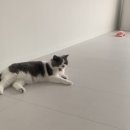 돌봄 | 김포 부천 인천 방문탁묘 캣시터 고양이 돌봄 (후기) 모찌 타쿠 루나