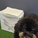 배변의기술 | 강아지배변패드 강아지패드대형 빠완 참숯배변패드 4.5kg, 3kg 두 마리 강아지 사용 후기