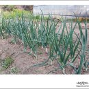 월정농장 이미지