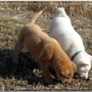 진이애견 이미지