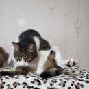 다다그루밍 이미지