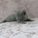 강남고양이분양 러브앤캣 이미지