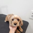 애견미용실 이미지