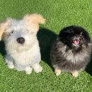 옐레드 송파헬리오시티점 이미지