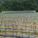 영임농장 이미지