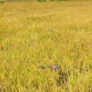 인제농협 미곡처리장 이미지