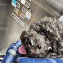 연경동물병원 | [연경 동물병원] 방문후기