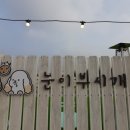 눈이부시개 이미지