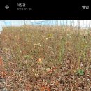 해송2