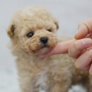 하남강아지 이미지