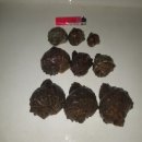 소라잡는댕댕이 이미지