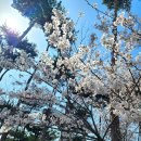 멕시카나치킨태안점 | 태안 안면도 / 사계절 온수 / 오션뷰 / 더마레풀빌라 D1 추천