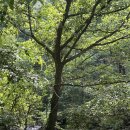 지장산 입구 화장실 이미지