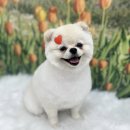 코지그루밍 이미지