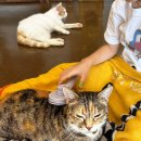 냥이시대 | 일산 고양이카페 냥이시대