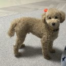 까꿍펫살롱 이미지