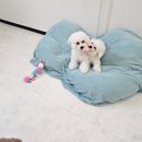 애견의 정원 이미지