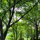 (온라인)하모니카 이미지