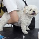 펫미용 이미지