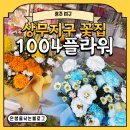 1004플라워 | [광주 서구] 상무지구 꽃집 1004플라워 예쁜 행운목 사온 후기
