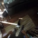 아지&냥이 이미지