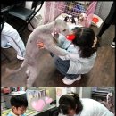 행복한 펫 살롱 이미지