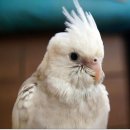 서이동물병원 이미지