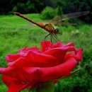 019-문산-019 이미지