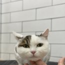 호야네애견샵 이미지