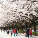 * 서울대공원 벚꽃 축제 이미지