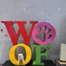 세인트펫 | 🐶 [강릉] 세인트존스호텔 펫 트윈룸 후기 l 반려견이랑 강릉 여행 간다면 여기 무조건 가세요…💙