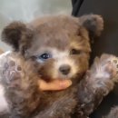 도그천사 이미지