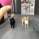 흙 동물병원 네이버블로그