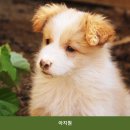 아지원 네이버블로그