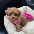 발편한동물병원 이미지