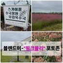 블랜드미(BLENDMI) | 📸 익산 카페 블랜드미 — 핑크뮬리 포토존 완벽 후기