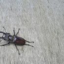 장수하늘소농장 이미지