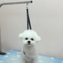 더봄애견 | 노원애견미용 미니비숑 봄이 애견미용후기~♡