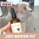 바이오큐 | 고양이 종합영양제 추천 눈물 자국 관리 바이오비어헤페