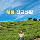 정금마을 차밭 앞 | 하동 정금차밭 | 하동에 왔으면 차밭은 가봐야하지 않겠어요?